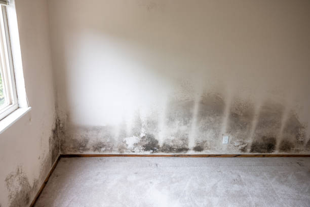 Mold Odor Removal Services in Dolton, IL